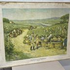 Brocante Schoolplaat Wijnbouw Frankrijk Wandkaart thumbnail 7