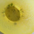 Glaspasta Ronde Schaal Op Voet. thumbnail 7