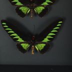 Ingelijste Vlinders Xl Trogonoptera Brookiana Birdwing Taxidermie thumbnail 11