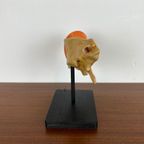 Anatomisch Model Van Menselijk Oor – Homo Sapiens thumbnail 9