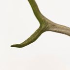 Groot Gewei Op Wandplaat thumbnail 5
