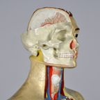 Anatomisch Model 23335 thumbnail 9