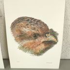 Vic Buys - 4 Grafieken Van Dieren thumbnail 5