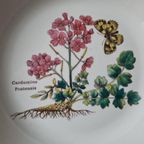 Florabunda Wedgwood Diepe Borden thumbnail 7