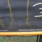 Vintage Botanische Schoolkaart thumbnail 6