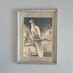 Litho Lithografie/ Lithography / Steendruk Birds / Vogels thumbnail 7