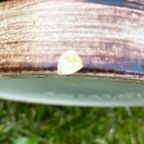 Grote West-germany Vaas 48 Cm thumbnail 5