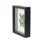 Ingelijste Vlinders Xl Troides Rhadamantus Full Body Taxidermie thumbnail 6