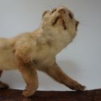 Opgezette Hermelijn Op Boomstam, Taxidermie thumbnail 3