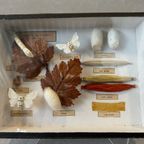 4x Didactische Vitrines – Entomologie – Vlinders thumbnail 3