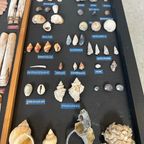 Vintage Verzameling Strandvondsten In Vitrine thumbnail 6