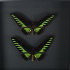 Ingelijste Vlinders Xl Trogonoptera Brookiana Birdwing Taxidermie thumbnail 7