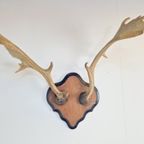 Vintage Groot Damhert Gewei Op Schild Damhertengewei ´50 Xl thumbnail 3