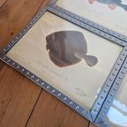 4 Vintage Ikea Vissen Lithografie In Mooie Lijsten. thumbnail 3