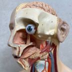 Antiek Anatomisch Model – Somso thumbnail 10