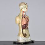 Anatomisch Model 23335 thumbnail 4