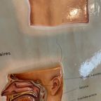 Vintage 3D Human Body Chart thumbnail 6