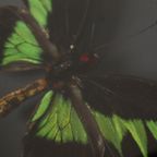 Ingelijste Vlinders Xl Trogonoptera Brookiana Birdwing Taxidermie thumbnail 12