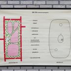 Schoolplaat - De Cel (Lichtmicroscopisch) thumbnail 3