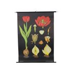 Grote Vintage Schoolkaart Tulp Bloemen Jung Koch Quentell 117Cm thumbnail 3