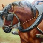 Boerenpaard Door Walraevens. thumbnail 2