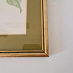Os Morel Schilderij Vintage Tekening Flora Hedera thumbnail 10