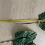 Zijden Bladeren Silk-ka Alocasia thumbnail 7