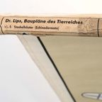 Dr. Lips Baupläne Des Tierreiches 59871 thumbnail 7