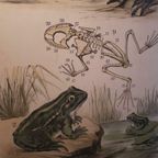 Antieke Schoolplaat De Kikker En PAD Plaat thumbnail 4