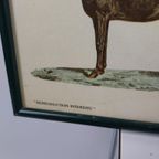 Vintage Paarden Soorten Plaat/ Poster- 63 X 46Cm Frans €125 thumbnail 8