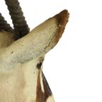 Prachtige Vintage Opgezette Oryx Antilope Gemsbok Taxidermie thumbnail 16
