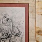 Vintage Print Of Tekening Kakatoe Schilderij Vintage thumbnail 4