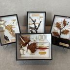 4x Didactische Vitrines – Entomologie – Vlinders thumbnail 2