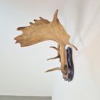 Vintage Groot Damhert Gewei Op Schild Damhertengewei ´50 Xl thumbnail 7
