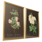 Vintage Sixties Bloemen Ingelijste Botanische Kaarten P.J. Redouté thumbnail 13