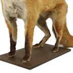 Mooie Opgezette Vos Op Eiken Plank Vulpes Vulpes Vintage Taxidermie thumbnail 12