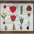 18X Vintage Schoolplaten ‘Botanica’ In Wisselkader thumbnail 9