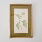 Os Morel Schilderij Vintage Tekening Flora Hedera thumbnail 2