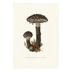 Vintage Print Geschubde Boleet thumbnail 2