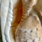 Vintage Schelp-Lamp thumbnail 11