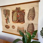 Respiratory Tract – Schoolkaart thumbnail 8