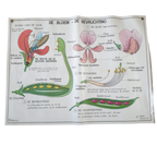 Vintage Mdi Hebri Biologie Botanische Schoolplaten 5 St thumbnail 8