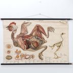 Anatomie Kaart ‘Huhn’ 60037 thumbnail 2