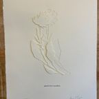 Jessica Toliver, Gewohnlicher Wundklee, Signed Paper-cutting Is One Of Only 50 Limited-edition thumbnail 12