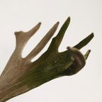 Groot Gewei Op Wandplaat thumbnail 6