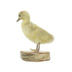 Mooi Opgezette Kleine Gans Kuiken Op Berk Full Body Taxidermie Vogel 16Cm thumbnail 3