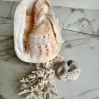 Vintage Schelp-Lamp thumbnail 12