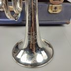 Cornet 'Bermont' thumbnail 6