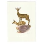 Vintage Print Klipspringer thumbnail 2