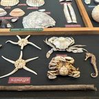 Vintage Verzameling Strandvondsten In Vitrine thumbnail 10
